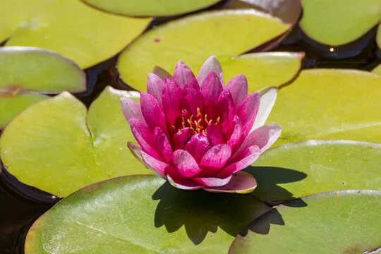 富邦娱乐 移动应用背景